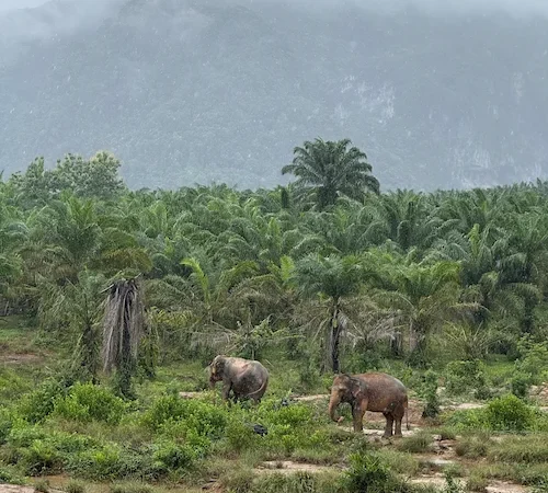 Elephants-Ao-Nang Elephants-Ao-Nang